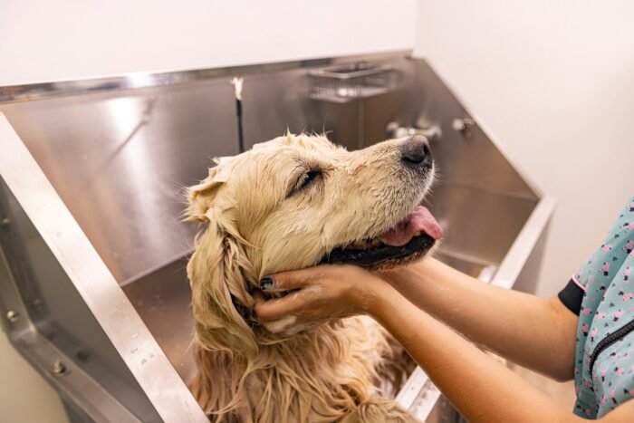 Professional groomer carefully wash the dog