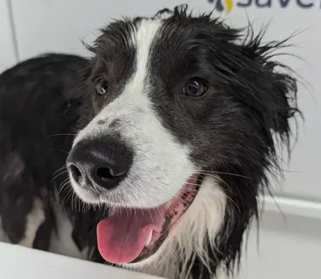 457416354_3680996802118915_5301868110208144517_n