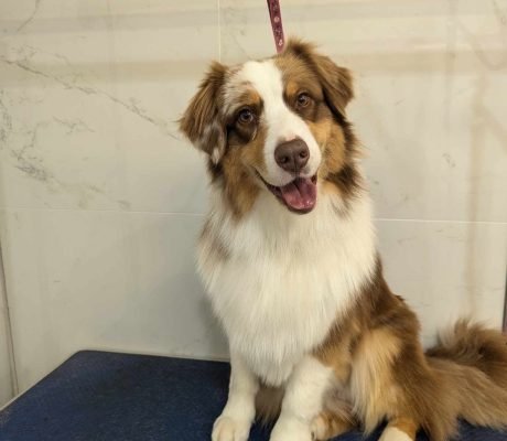 482378260_2447424245606587_2354294828485973028_n