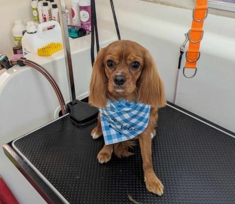 488091051_1830877321028909_1766546853262165971_n (1)